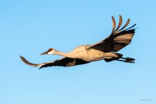SandhillCrane-412.jpg