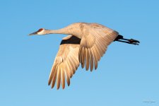 SandhillCrane-413.jpg