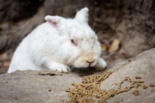 rabbit-1.jpg