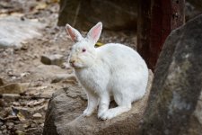 rabbit-2.jpg