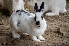 rabbit-3.jpg