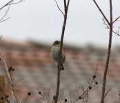 what bird 500_8223.jpg