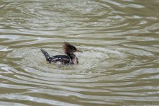 TLM Zoo HoodedMerganser-349.jpg