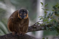 TLM Zoo Lemur-023-.jpg