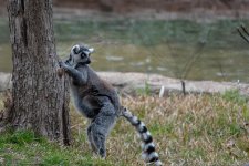 TLM Zoo Lemur-032.jpg