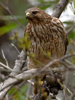 Hawk2.jpg