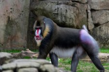 TLM Zoo Mandrill-102.jpg