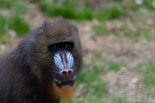 TLM Zoo Mandrill-120.jpg