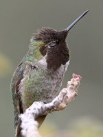 Hummer19.jpg
