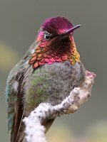 Hummer21.jpg