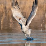 SandhillCrane-415.jpg