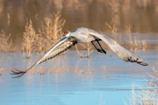 SandhillCrane-416.jpg