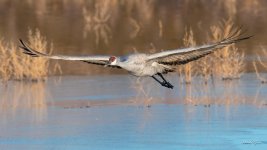 SandhillCrane-417.jpg