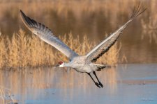 SandhillCrane-418.jpg