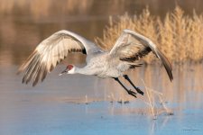 SandhillCrane-419.jpg