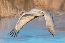 SandhillCrane-420.jpg