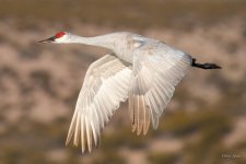 SandhillCrane-421.jpg
