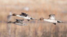 Pintail-400.jpg