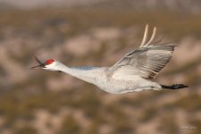 SandhillCrane-424.jpg