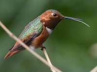 Hummer2.jpg
