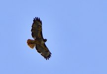_ROY3765_00001.jpg
