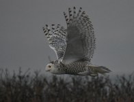 DSC_2993c.jpg