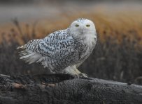 DSC_1803.jpg