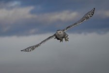 DSC_3155c.jpg