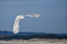 DSC_2706.jpg