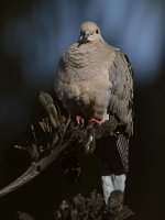Dove.jpg