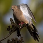 Dove4.jpg
