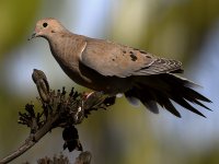 Dove5.jpg