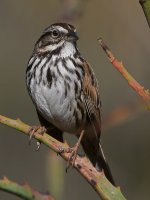 Sparrow.jpg