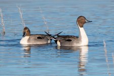Pintail-402.jpg