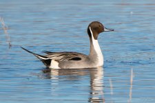 Pintail-403.jpg