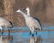 SandhillCrane-434.jpg