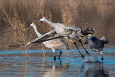 SandhillCrane-435.jpg