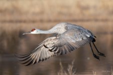 SandhillCrane-436.jpg