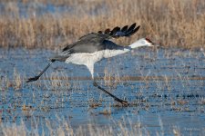 SandhillCrane-439.jpg