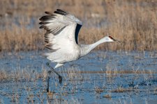 SandhillCrane-441.jpg