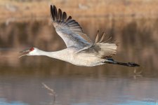 SandhillCrane-437.jpg