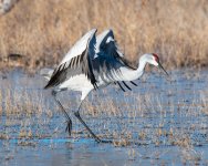SandhillCrane-449.jpg