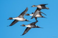 Pintail-405.jpg
