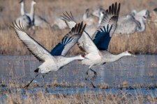 SandhillCrane-446.jpg