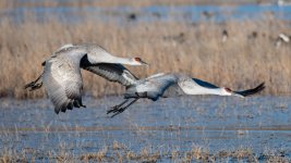 SandhillCrane-447.jpg