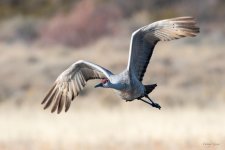 SandhillCrane-450.jpg