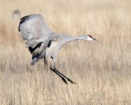 SandhillCrane-445.jpg