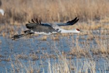 SandhillCrane-448.jpg