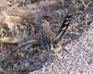 Roadrunner-401.jpg