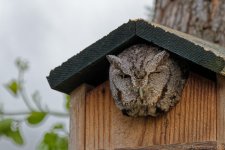 PDM D500 Hooty-345-DxO-.jpg